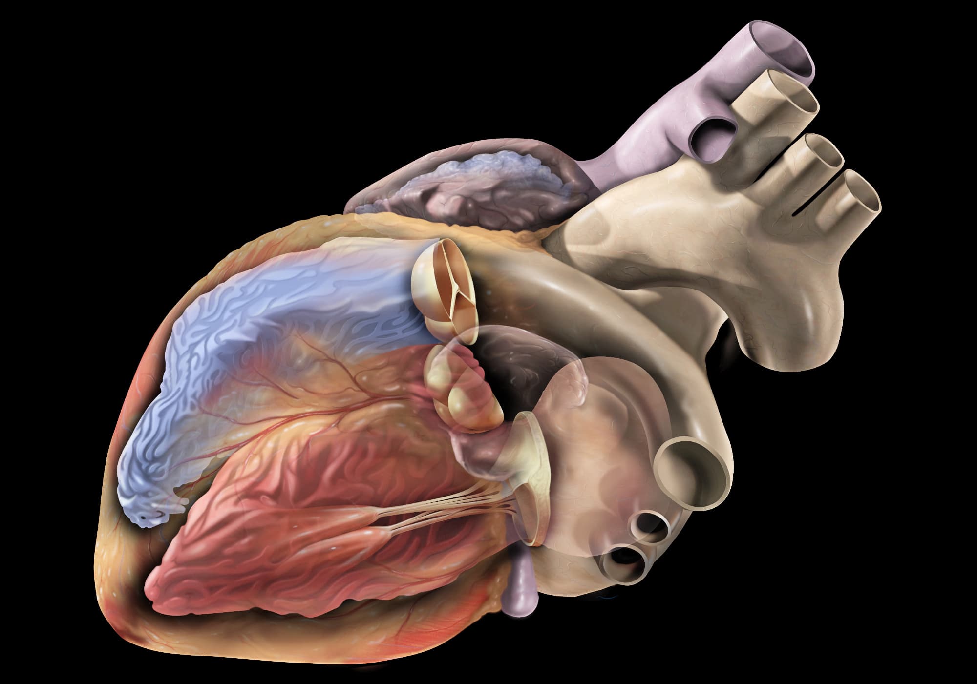 Illustration ur kursen Echocardiographie clinique