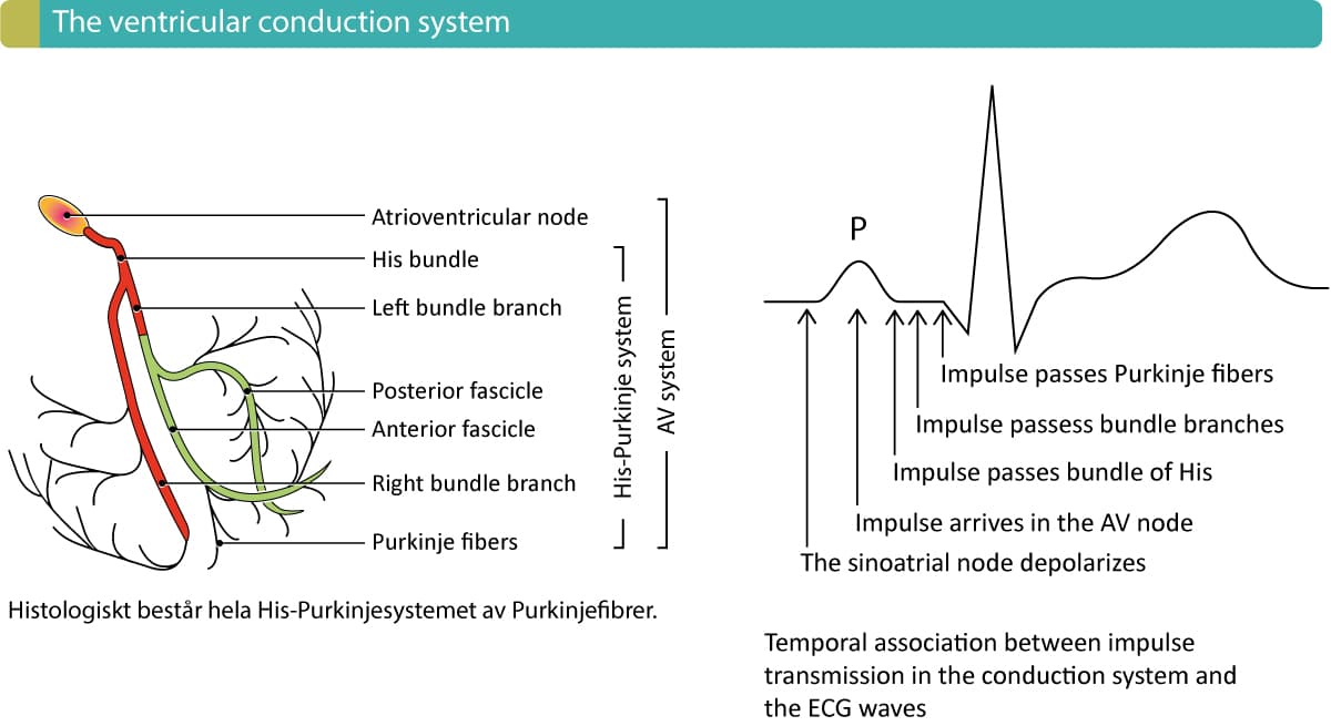 Illustration ur kursen L'ECG normal : de la normalité à la pathologie